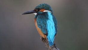 kuslarin-gozundenistanbul