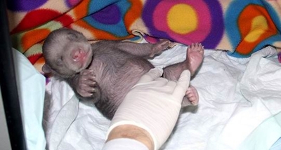 donmak-uzereyken-bulunan-yavru-ayi-buyudu