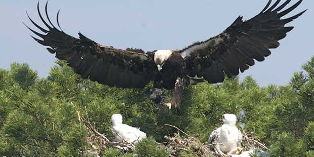 istanbulun-son-kara-kartallarinin-aci-cigligi	