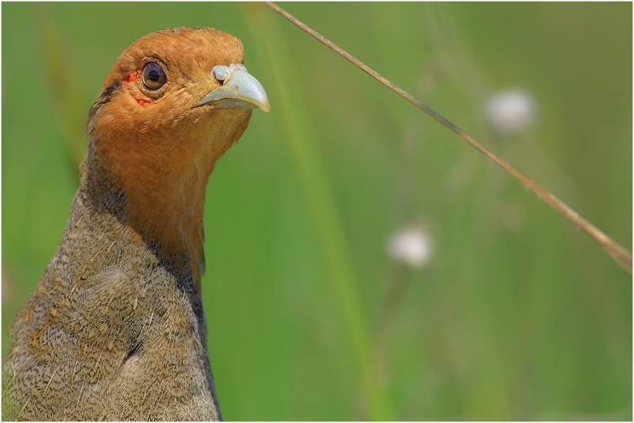 kus-fotografciligi-planlama-!