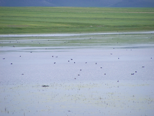 kuyucuk-kus-cennetinde-kus-kalmadi