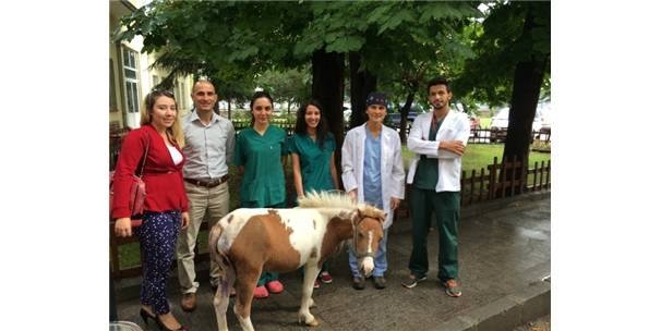 otenaziyi-kabul-etmeyip-ponyyi-hayata-dondurduler