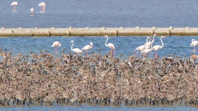 -izmir-kus-cenneti\nden-guzel-haber