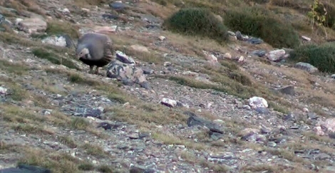 nesli-tukenen-ur-kekligi-van\da-goruntulendi