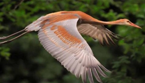 turnalar-hep-ucsun-diye