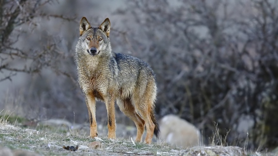 ozel-gosterim--sarikamista-bir-golge-kurt