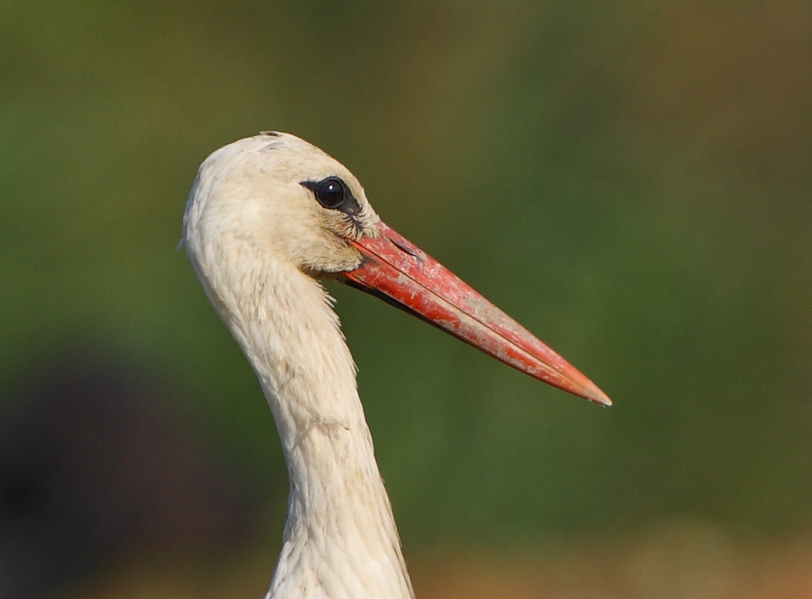 leylekler-ve-kurallar