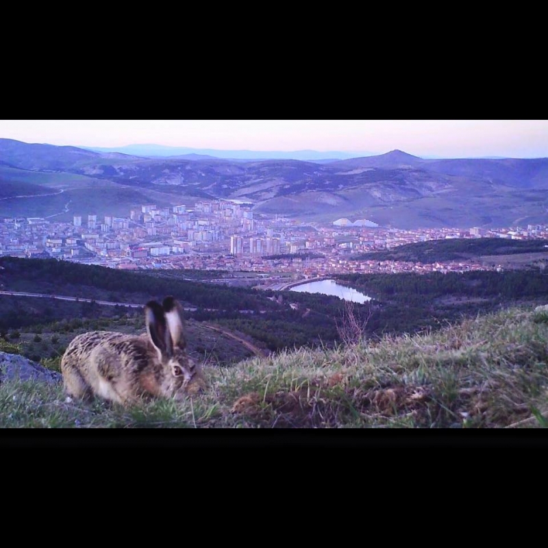 ic-anadolu\nun-son-ormanlarindan-biri--