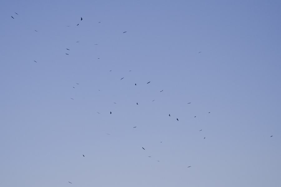 kibriscikta-kamp-ve-ulke-tarihindeki-en-buyuk-akbaba-yogunlugu