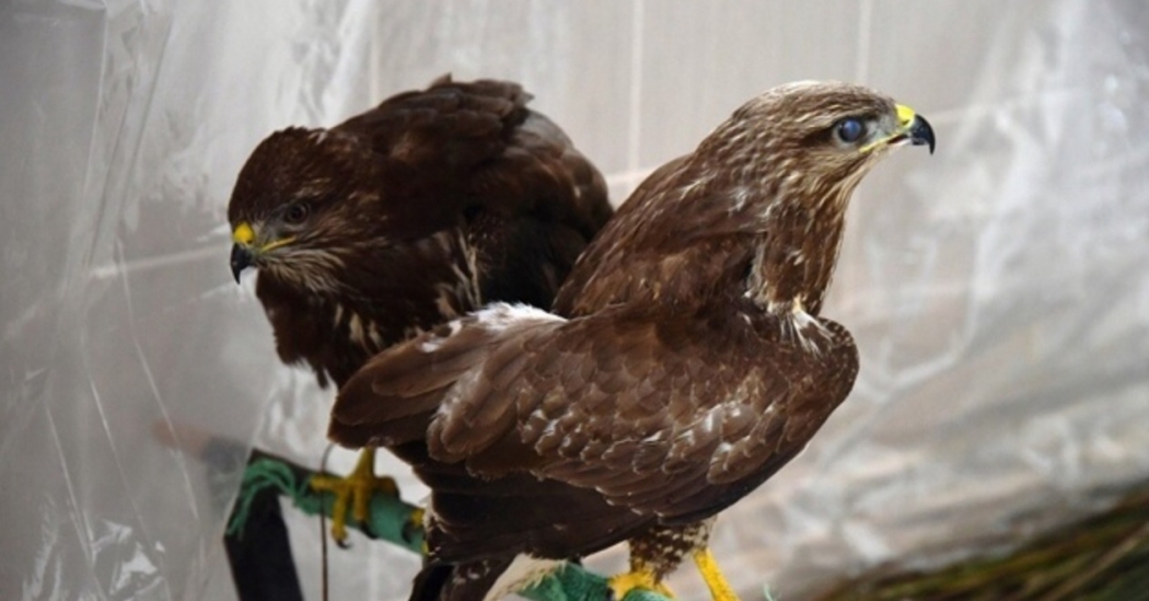 kus-cenneti\nde-hasta-kuslara-ozel-bakim