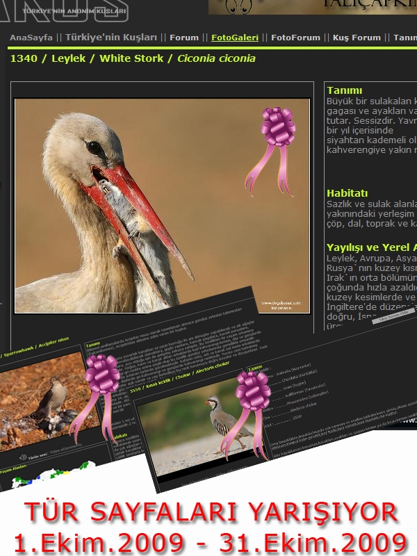 tur-sayfalari-yarisiyor!!!