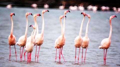 kus-cenneti\ne-dondu