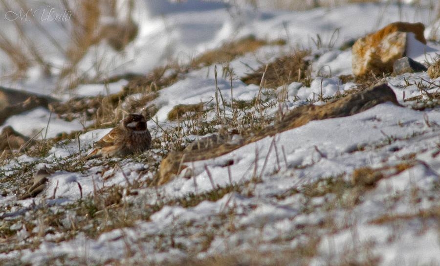 nadir-tur-yahyali\dan