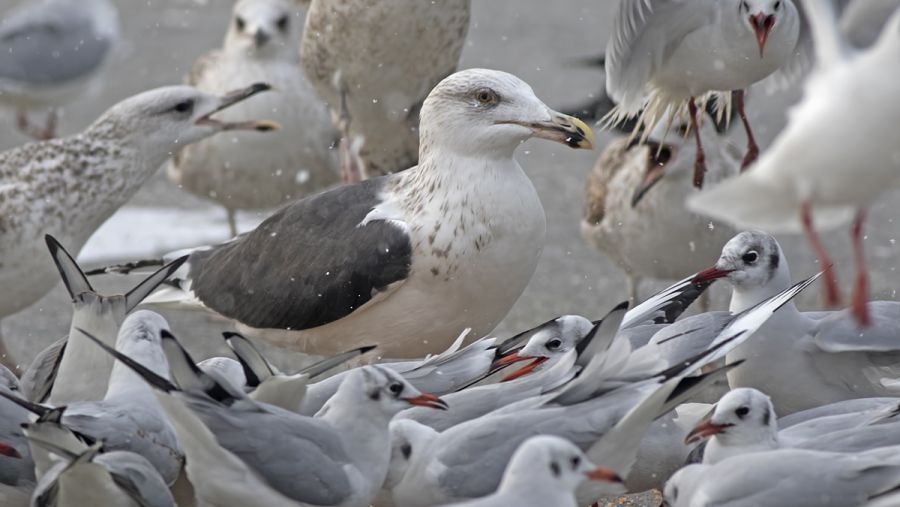 istanbulda-nadir-kis-ziyaretcisi