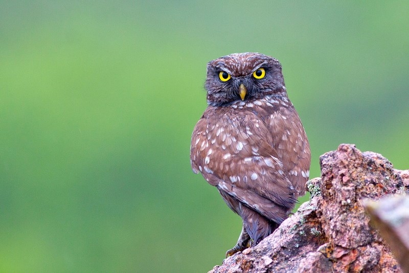 gebze-nin-yaban-hayati-fotograf-sergisi