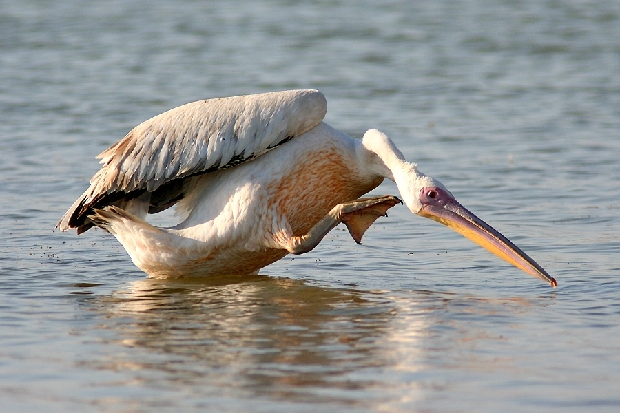 deniz-kuslarinin-gidasi-plastik