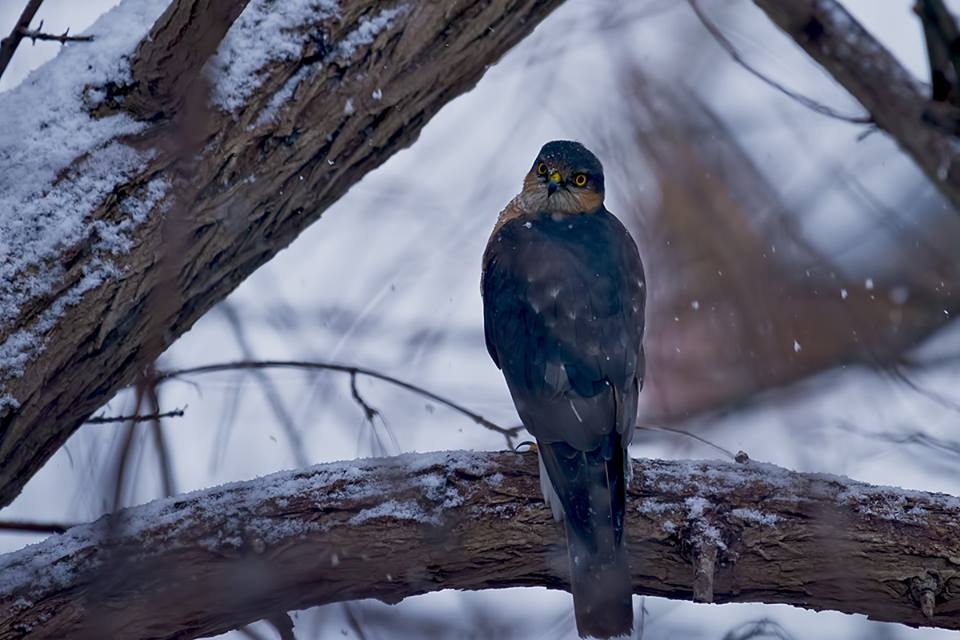 `kuscu-dedigin-bu-fotografi-ceker`-diyor-seytan