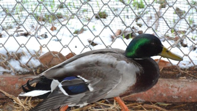 avcilarin-vurdugu-kuslar-tedavi-ediliyor