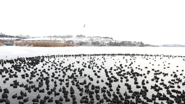 yaban-hayata-yem-destekleri