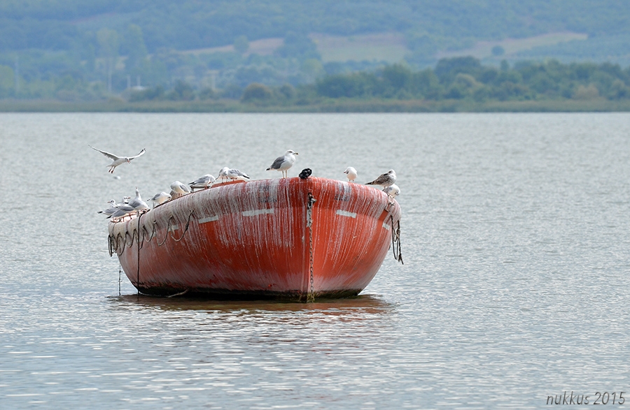 bursada-kis-ortasi-su-kuslari-sayimi-yapildi