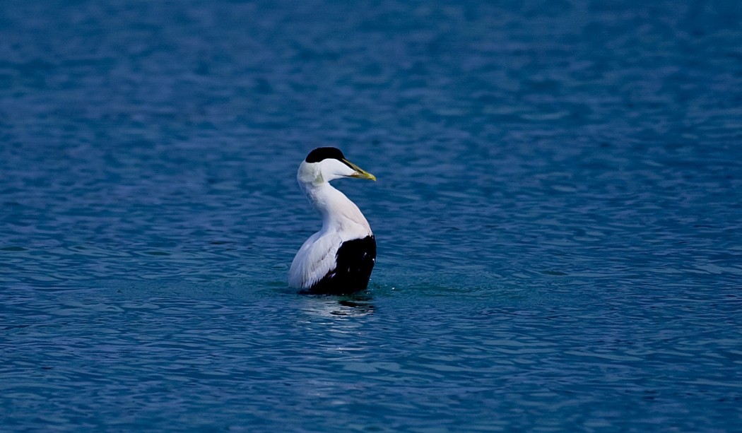 istanbul\da-bir-pufla