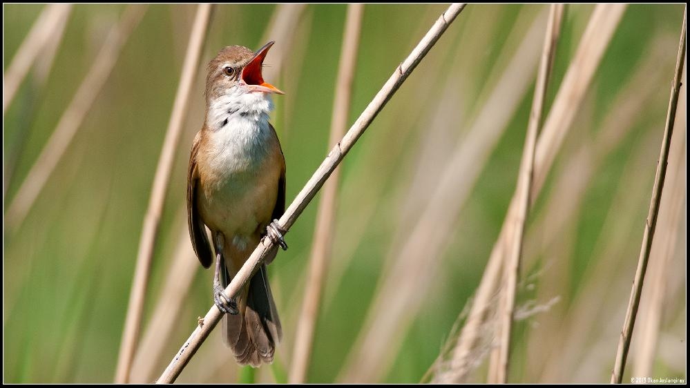 kis-boyunca-ask-sarkilarini-prova-ediyorlar