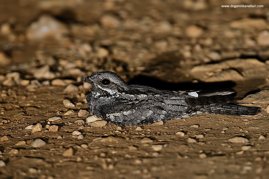kamuflaj-yem-olma-sansini-gercekten-azaltiyor-