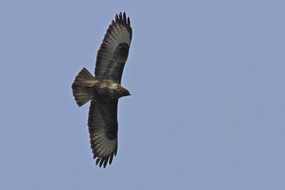 istanbul-yirtici-ve-leylek-gocu-basladi