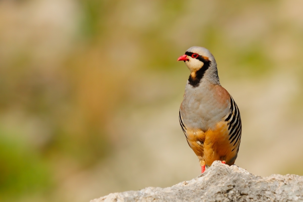 dogaya-salinan-keklikler-uzerine-bir-calisma