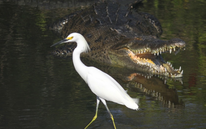 bataklik-kuslari-ile-timsahlarin-acimasiz-ortakligi-
