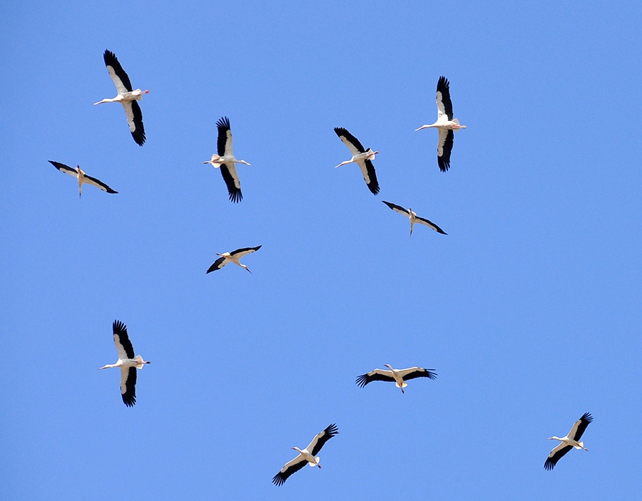 kanatli-gocmenler-israil\de-konakliyor