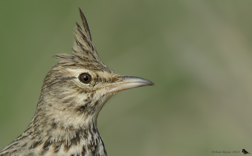 modern-kuslar-95-milyon-yildir-ucusta