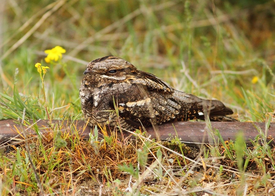 demiryolu-dogasi-ve-kuslar
