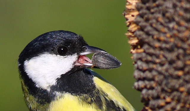 bastankara--genetic-sifreleri-zeka-evrimine-isik-tutuyor
