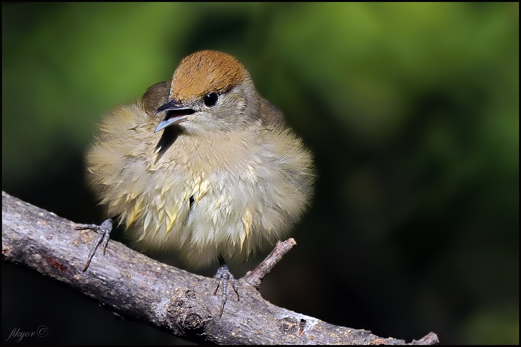 akdeniz-in-20-bolgesinde-her-sene-sekiz-milyon-kus-yasadisi-avlaniyor