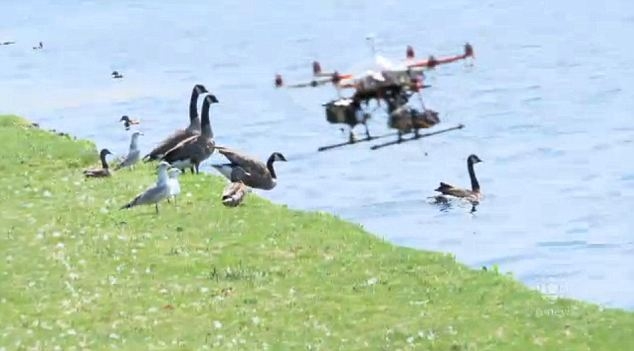 drone-modelleri-kus-arastirmalarinda-kullanilacak