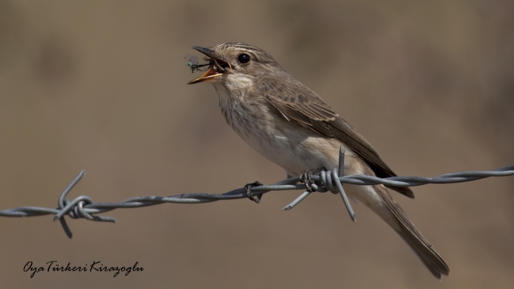 kuslar-sivrisinekler-olmadan-hayatta-kalabilir-mi-