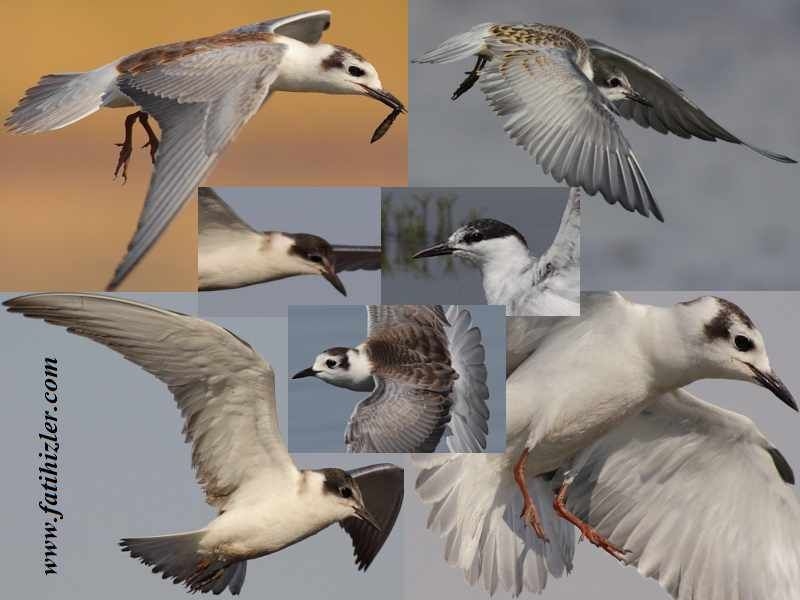 fotoforumdan-secmeler