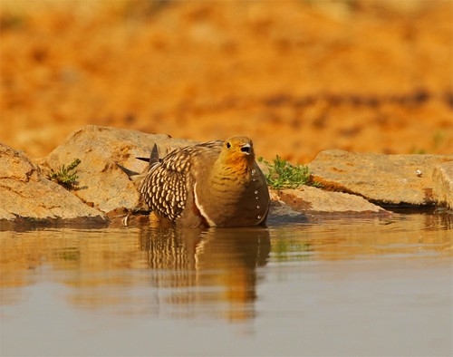 bu-col-kusu-tuylerinin-arasina-su-sakliyor-