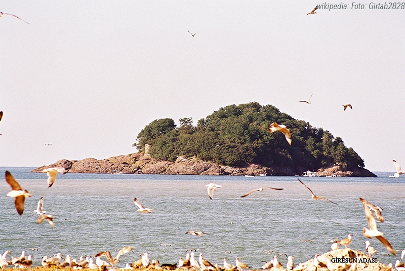 binlerce-kus-giresun-adasi\na-yuva-yapti