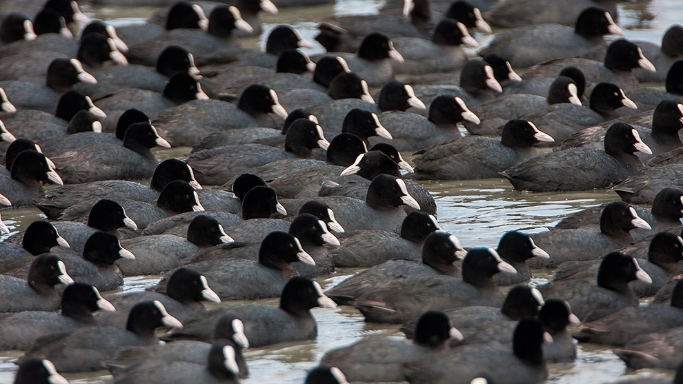 orta-karadeniz\de-88-binin-uzerinde-su-kusu-sayildi