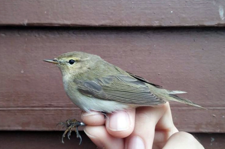 kiraz-erciyas-hocadan-minik-misafir-haberi-