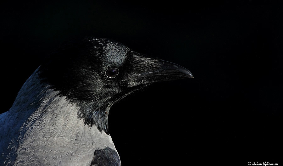 kargalar-olumu-taniyor-ve-korkuyor