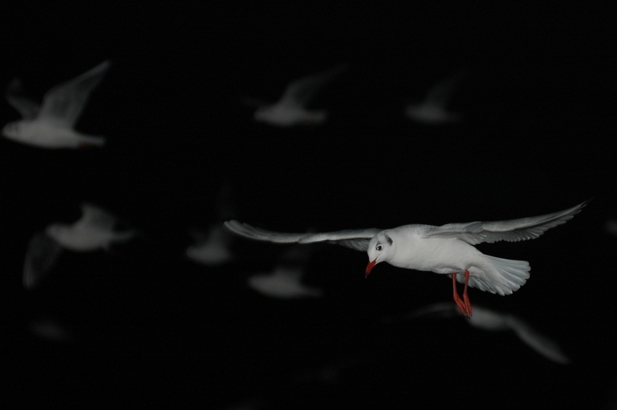 kuslarin-cigligi-felaketin-habercisi---