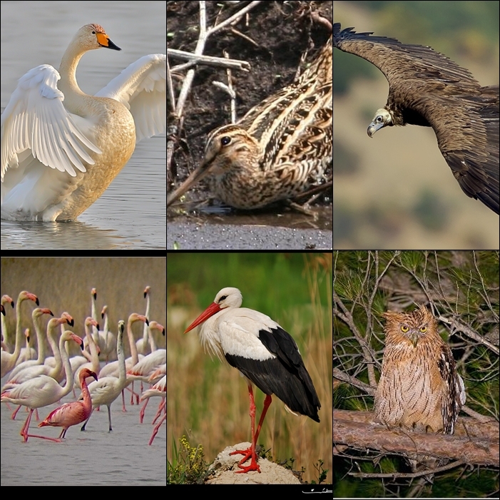 tur-sayfalari-yarisiyor-son-durum