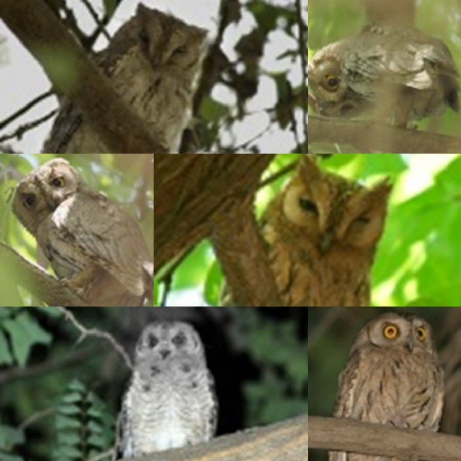 birecik-doga-calistayi-22-ekimde-