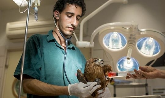 israilde-kuslar-icin-kan-bankasi