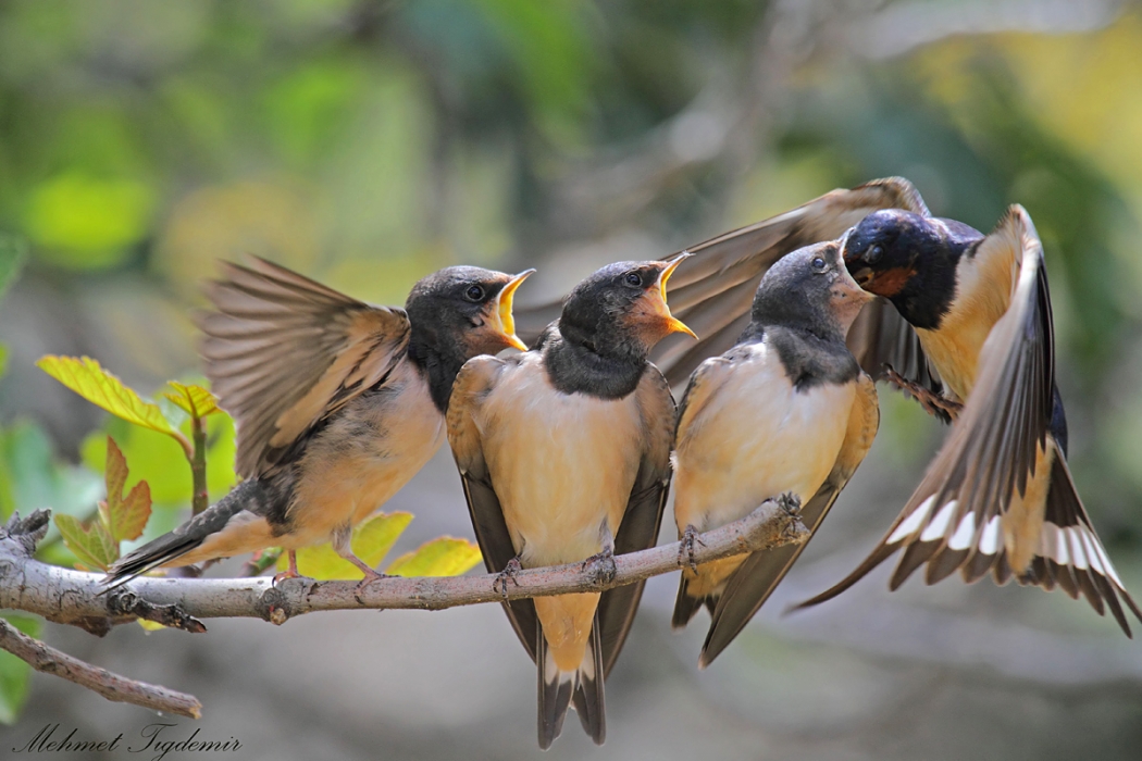 yavru-kuslara-yardim-