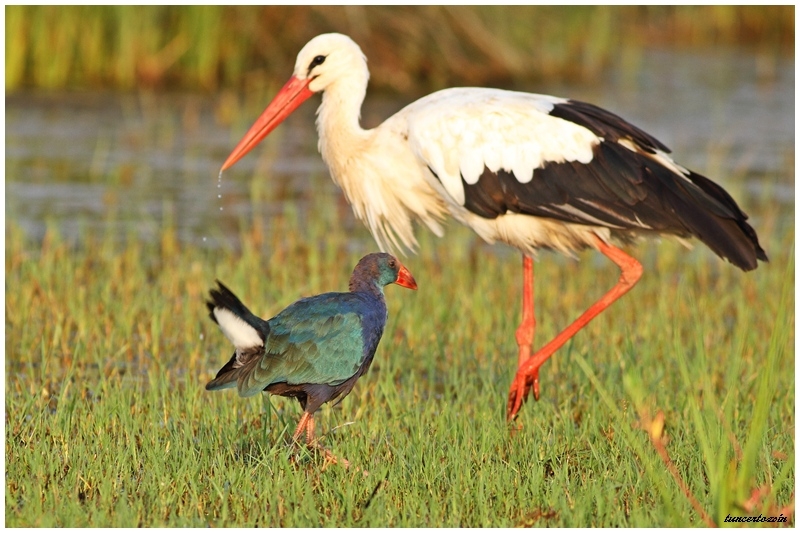 kus-cenneti-icin-unesco-plani