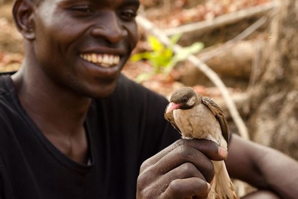 afrikali-avci-toplayicilara-asirlardir-rehberlik-eden-kus